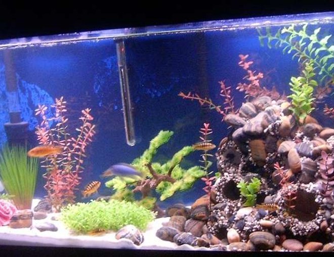 55 gallons freshwater fish tank (mostly fish and non-living decorations) - 55 Gallon Lake Malawi tank. I built the rock structure out of PVC pipe, rock, aquarium silicone, hot glue, gravel and plants. There is rock and gravel surrounding the structure, fading into white sand on the other side of the tank. The population consists of 1 Large male ice blue zebra, 3 females, 5 female bumblebee cichlid (we have a large male on his way in two weeks). There are also 2 upsidedown catfish, 3 various colored cory cats, 2 plecostemous, a chocolate, and a sailfinned marbled (one will go into the next tank, I got a great bargain on the chocolate recently), and two red clawed crabs.