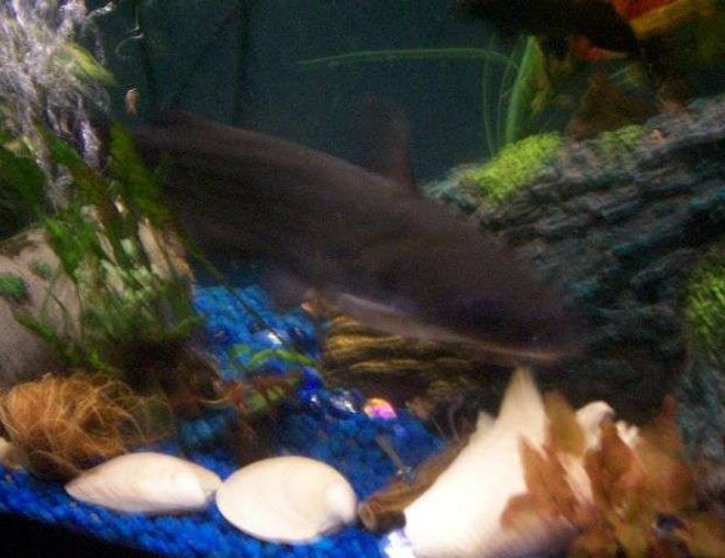 55 gallons freshwater fish tank (mostly fish and non-living decorations) - 12 inch blue channel cat