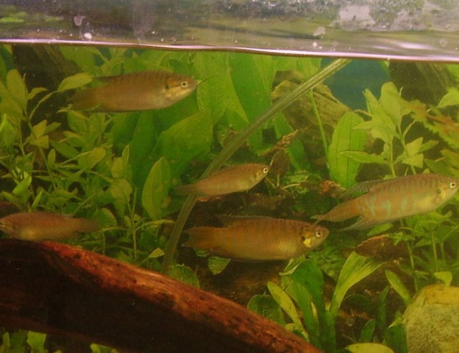 freshwater fish tank (mostly fish and non-living decorations) - These are the baby paradise fish from my late couple. unfortunately daddy caught fungus and mommy commited suicide =[ but now there are 8 babies left and are quite large now, about 7cm in length now