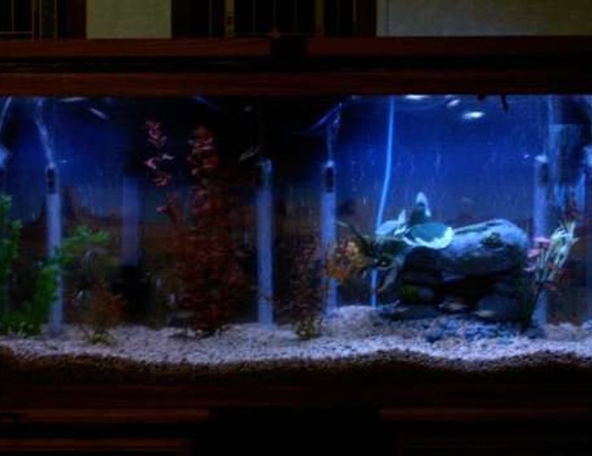55 gallons freshwater fish tank (mostly fish and non-living decorations) - My tank at night will get better pic