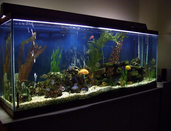150 gallons freshwater fish tank (mostly fish and non-living decorations) - 150 gallon freshwater tank-african cichlids