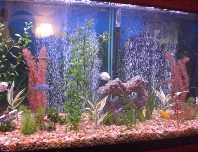 55 gallons freshwater fish tank (mostly fish and non-living decorations) - BUBBLES ******!!!!