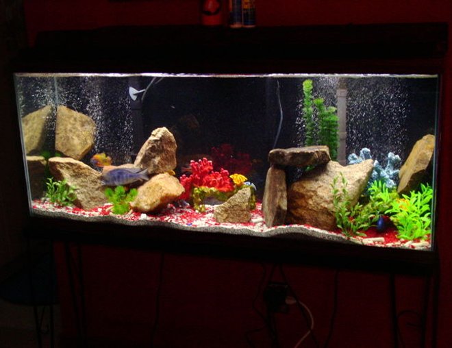 55 gallons freshwater fish tank (mostly fish and non-living decorations) - 55 GALLON.