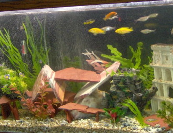 55 gallons freshwater fish tank (mostly fish and non-living decorations) - african cichlid tank