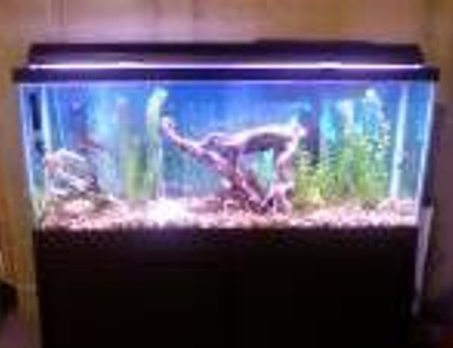 55 gallons freshwater fish tank (mostly fish and non-living decorations) - its my 1st tank
