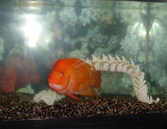 55 gallons freshwater fish tank (mostly fish and non-living decorations) - Oits Red Devil Cichlid