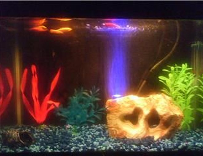 freshwater fish tank (mostly fish and non-living decorations) - Glofish 10 gallon aquarium
2 red glofish, 2 orange glofish, 1 green glofish, 1 zebra danio, & 1 snail. I'm going to get a background on here soon, I just can't decide on what color.
