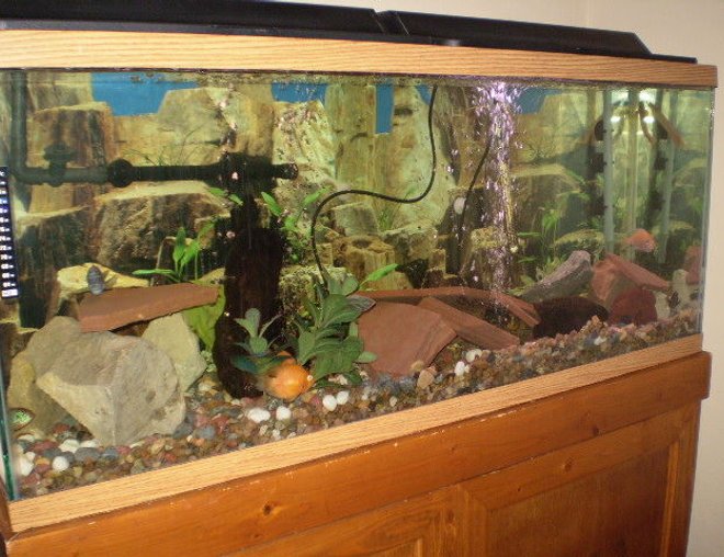 55 gallons freshwater fish tank (mostly fish and non-living decorations) - my 55 gal