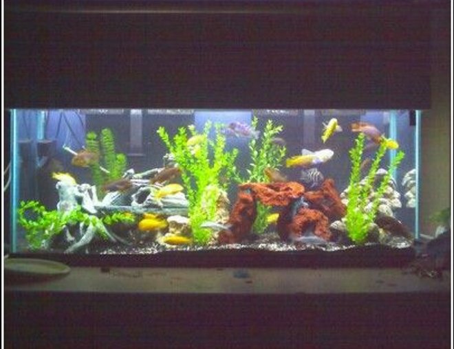 55 gallons freshwater fish tank (mostly fish and non-living decorations) - 50 cichlids