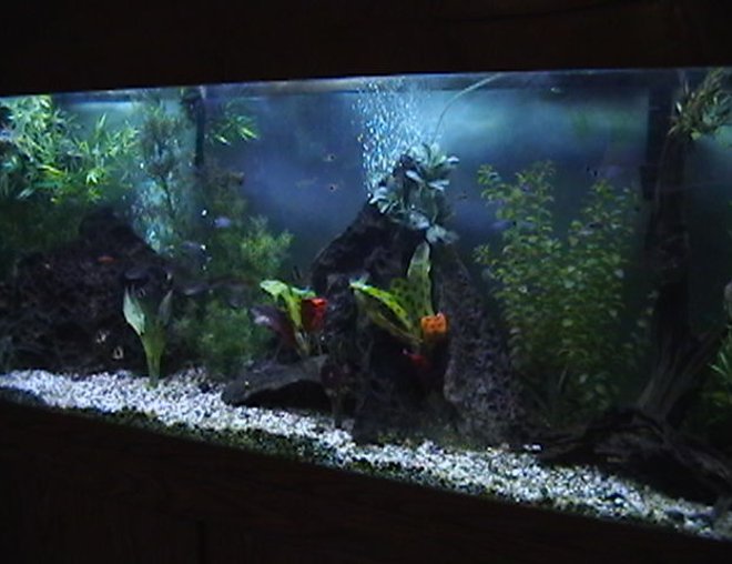 150 gallons freshwater fish tank (mostly fish and non-living decorations) - 150 gallon freshwater