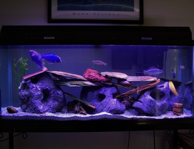 55 gallons freshwater fish tank (mostly fish and non-living decorations) - My 55gal assorted Malawi/Tanganyika cichlid tank. Malawi fish include a yellow lab, demasoni, hap compressiceps(eye biter), hap moorii(blue dolphin), peacock hybrid and Synodontis catfish. Tanganyika fish include a golden juli and a calvus.  Also Raphael Catfish, 2 plecos, clown loach, 2 danias, and some botias.
