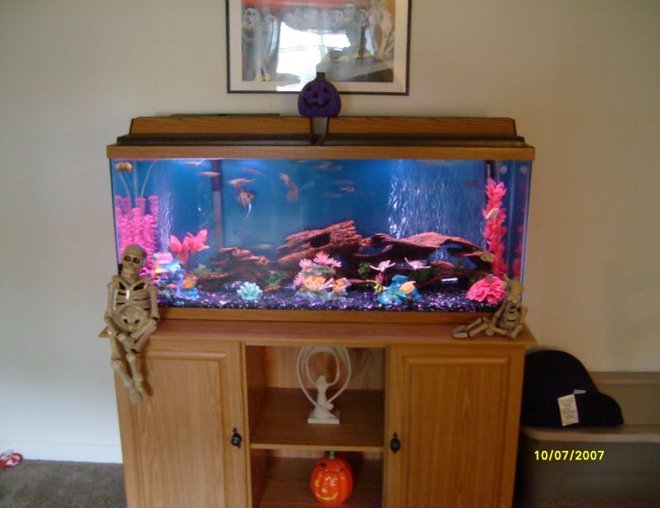 55 gallons freshwater fish tank (mostly fish and non-living decorations) - fish tank is crystal clear but picture is blurry