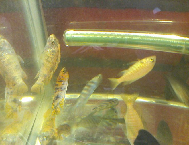 55 gallons freshwater fish tank (mostly fish and non-living decorations) - pretty fish