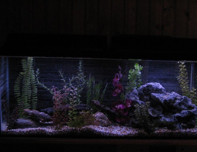 55 gallons freshwater fish tank (mostly fish and non-living decorations) - 55 gallon freshwater tank with all fake plants, fake driftwood. Only have 3 cichlids so far. Work in progress !!!