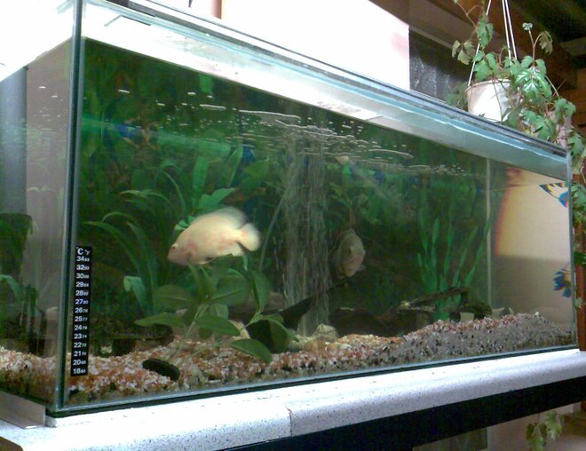 66 gallons freshwater fish tank (mostly fish and non-living decorations) - Up and running