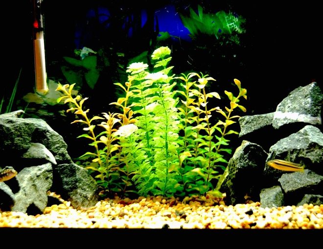 20 gallons freshwater fish tank (mostly fish and non-living decorations) - 20g 
Various Rocks found around town
small gravel
Aqua-tech filter
100 wat heater