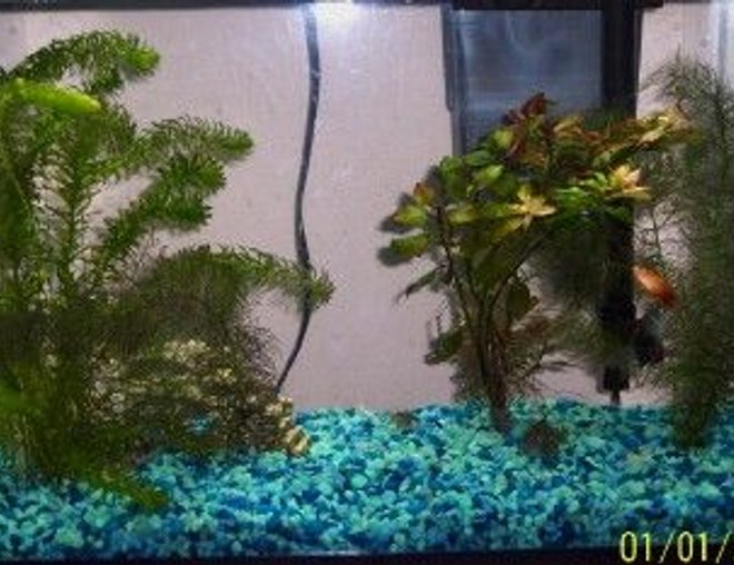 10 gallons freshwater fish tank (mostly fish and non-living decorations) - This is my 10 gal. community tank.