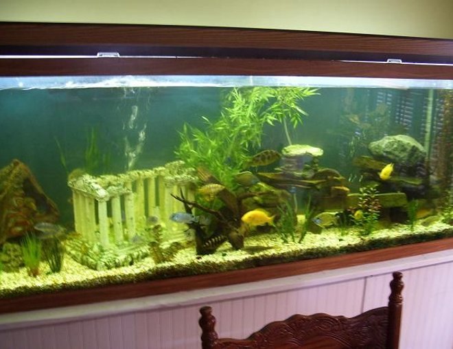 150 gallons freshwater fish tank (mostly fish and non-living decorations) - 150 gallon cichlid tank