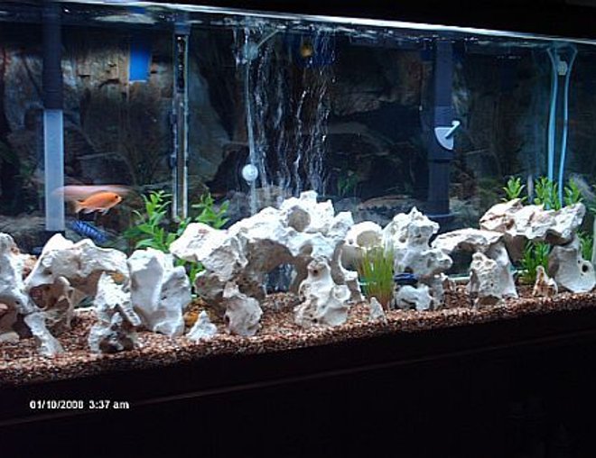 55 gallons freshwater fish tank (mostly fish and non-living decorations) - my 55 gallon malawi tank with plenty of holy rock caves.they love it.feel free to leave any comments