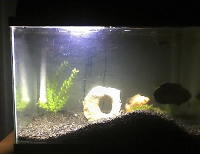20 gallons freshwater fish tank (mostly fish and non-living decorations) - New tank set up way nicer