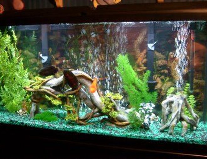 60 gallons freshwater fish tank (mostly fish and non-living decorations) - 60 Gallon Tank!