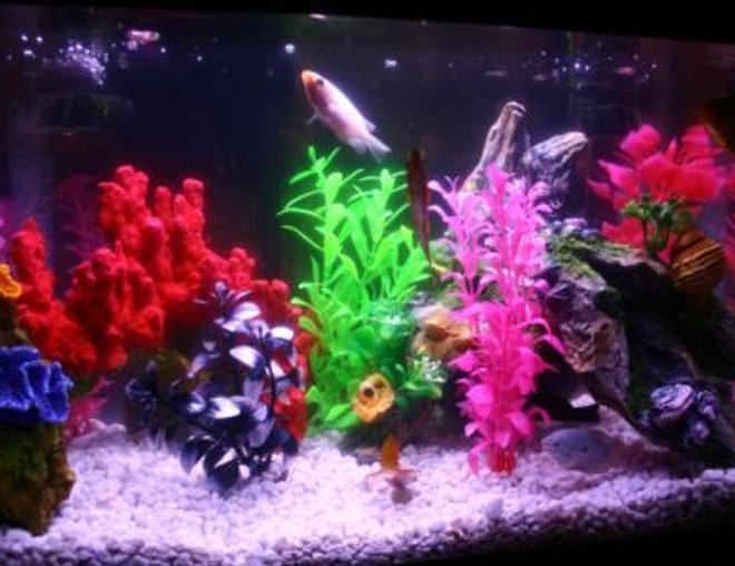 20 gallons freshwater fish tank (mostly fish and non-living decorations) - Basic Freshwater Tank