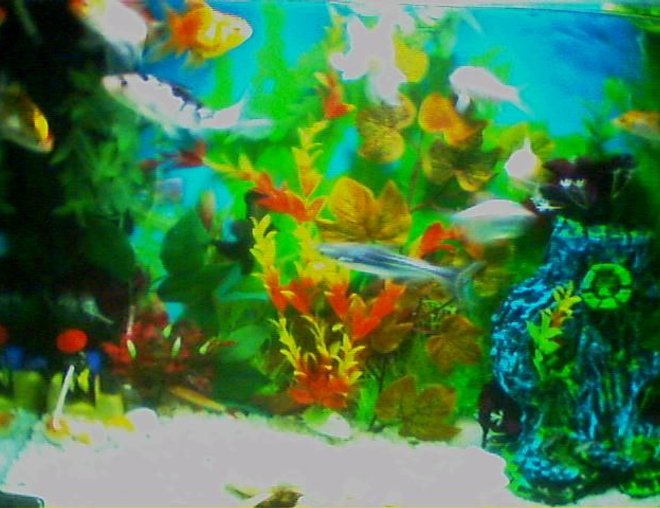 20 gallons freshwater fish tank (mostly fish and non-living decorations) - aq