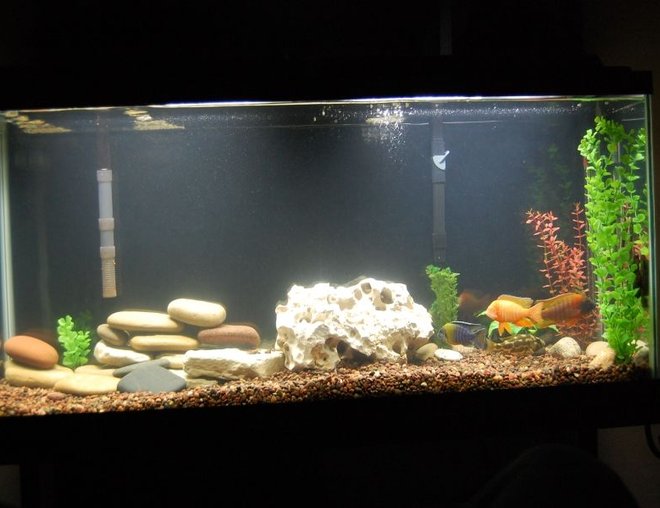 55 gallons freshwater fish tank (mostly fish and non-living decorations) - my new setup.. still deciding between the holey rock if i should do all holey rock all the way across or all lake rocks across