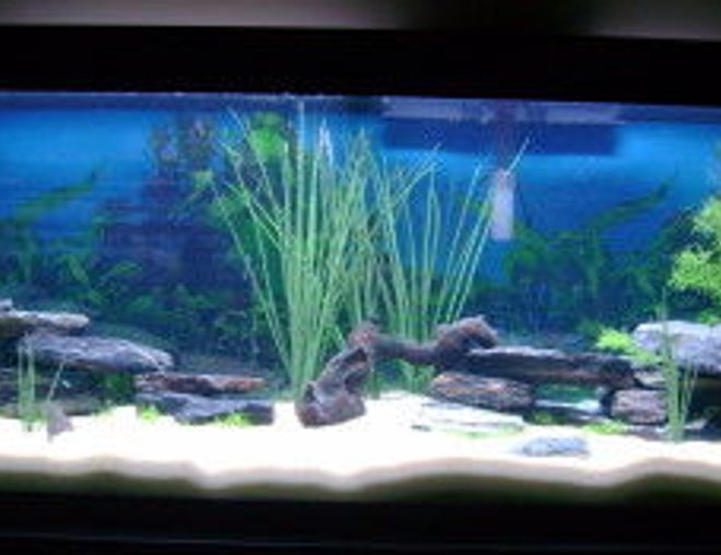 55 gallons freshwater fish tank (mostly fish and non-living decorations) - 55 Gal getting ready for the fish... Any suggestions welcome!