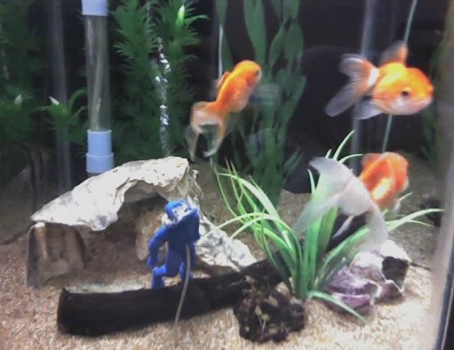 50 gallons freshwater fish tank (mostly fish and non-living decorations) - TOTAL SIDES 7,
6 SIDES 6 INCH,
FRONT SIDE 1 FEET.