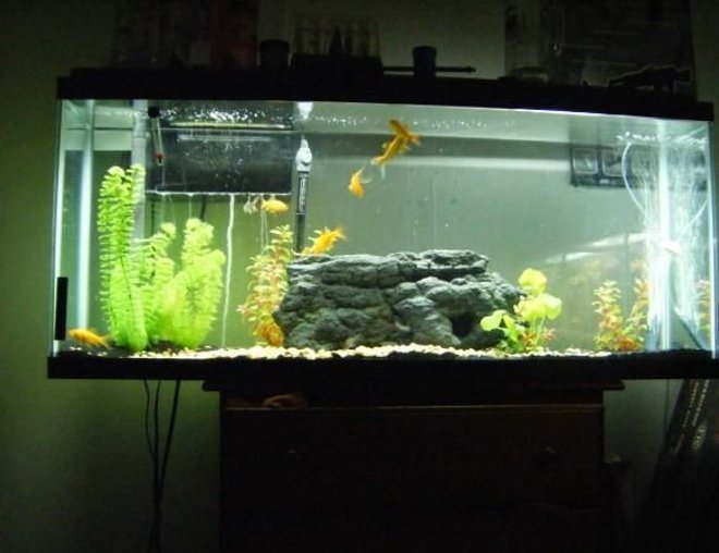 55 gallons freshwater fish tank (mostly fish and non-living decorations) - my 55 gallon full view