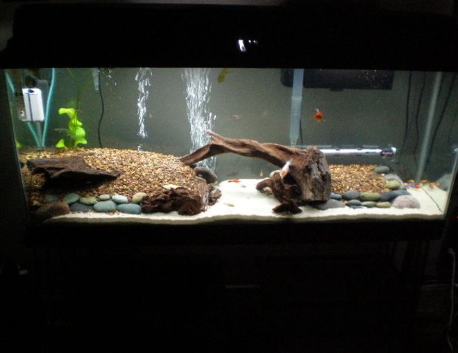 55 gallons freshwater fish tank (mostly fish and non-living decorations) - Welcome to FISH LAND