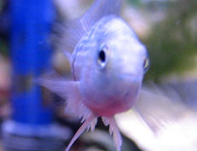 10 gallons freshwater fish tank (mostly fish and non-living decorations) - Blue Jellybean Parrot Cichlid.