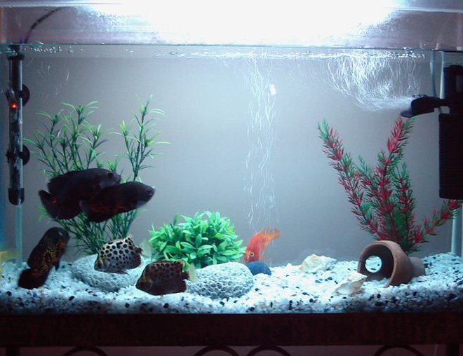 freshwater fish tank (mostly fish and non-living decorations) - My Oscar,Scott & Parrot fishes living together.