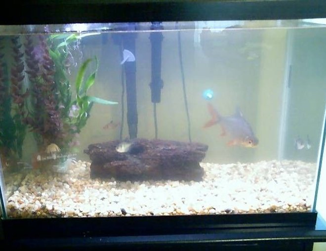 20 gallons freshwater fish tank (mostly fish and non-living decorations) - My tank taken with a cell cam. Don't have batteries for my regular cam.