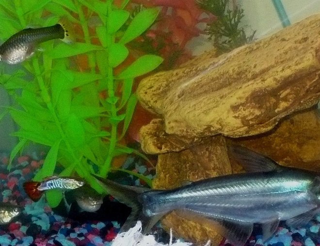 55 gallons freshwater fish tank (mostly fish and non-living decorations) - my iridescent shark an some very brave guppies