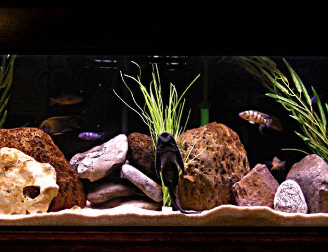 55 gallons freshwater fish tank (mostly fish and non-living decorations) - Mix male tank.