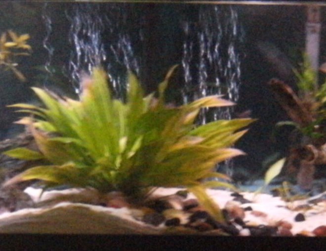 55 gallons freshwater fish tank (mostly fish and non-living decorations) - my tnak