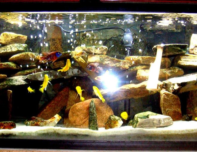 60 gallons freshwater fish tank (mostly fish and non-living decorations) - 60g malawi tank...
filtered by two penguin 350 biowheel filters, and a 660gph under gravel jet system with fine sponge on the intake tube... 
lighting is a home depot light fixture with two phillips 40w bulbs...
one large piece of egg crate cut to accomodate the undergravel jet system...
substrate is target play sand from home depot...
rock background is three tiles of slate made to fit... 
aeration via 48" marineland flexible bubble wand powered by a whisper 100 pump...
heated by a 300w ebo-jager...