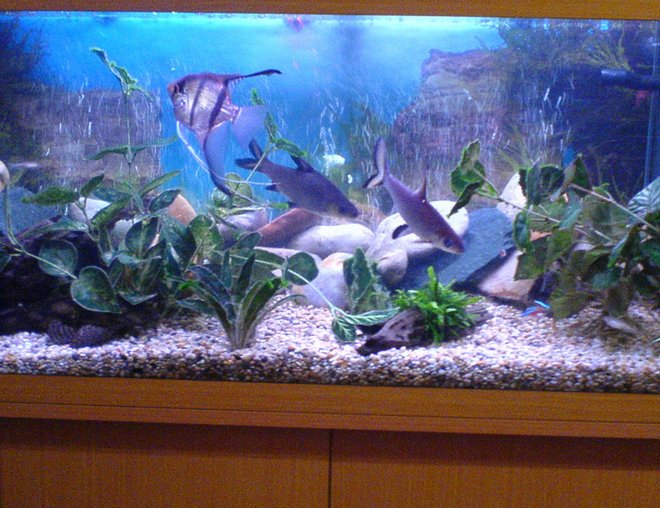 46 gallons freshwater fish tank (mostly fish and non-living decorations) - my tank during the fishes daytime