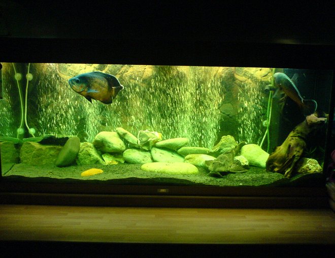 57 gallons freshwater fish tank (mostly fish and non-living decorations) - overall picture of my fish tank with 2 oscars and pleco, with my new backdrop and bubble wall