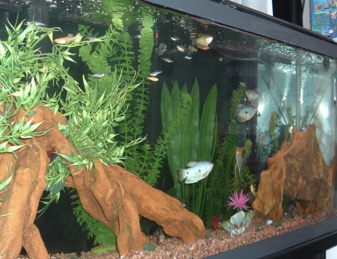 55 gallons freshwater fish tank (mostly fish and non-living decorations) - my tank