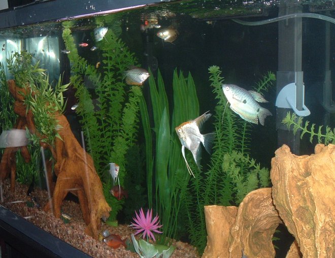 55 gallons freshwater fish tank (mostly fish and non-living decorations) - tank