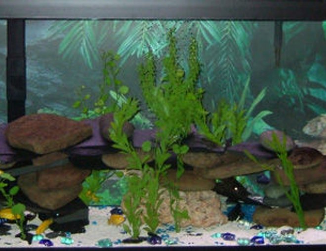 55 gallons freshwater fish tank (mostly fish and non-living decorations) - 55 gallon stocked with 11 P. demasoni, 10 L. caeruleus, two Synodontis petricola and three plecos. Filtration provided by a Emperor 400 and a AquaClear 50.