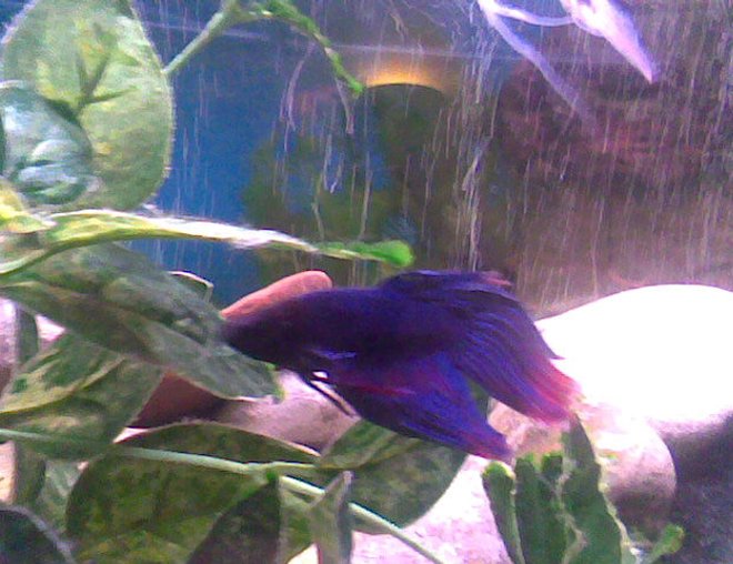 46 gallons freshwater fish tank (mostly fish and non-living decorations) - The male Siamese fighter on one of his rare excusions out from the rocks. Must be feeding time