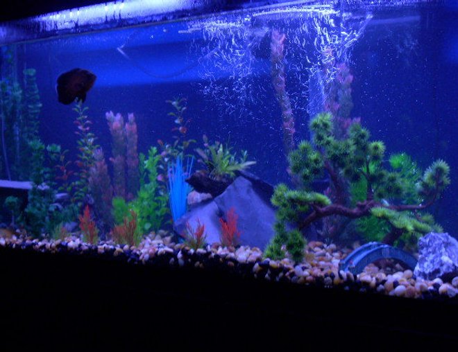 55 gallons freshwater fish tank (mostly fish and non-living decorations) - 55 gallon walmart tank
with 1 oscar and 2 plec 1 snail