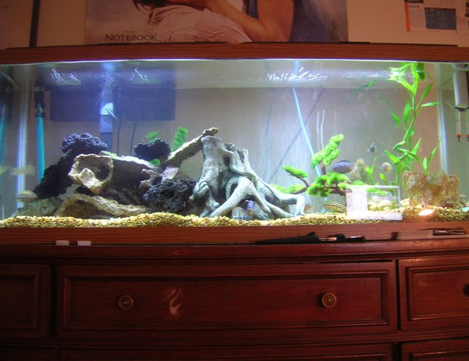 55 gallons freshwater fish tank (mostly fish and non-living decorations) - 55 gallon
