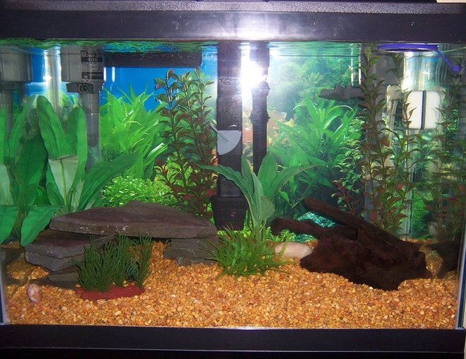 20 gallons freshwater fish tank (mostly fish and non-living decorations) - Natural themed freshwater 20 gallon high with amazons swords, red ludwigia, crypt beckettii, and willow moss. I also have a blue-slate cave and malaysian driftwood.