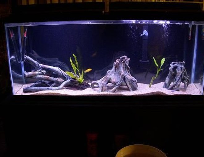 55 gallons freshwater fish tank (mostly fish and non-living decorations) - My cichlids tank