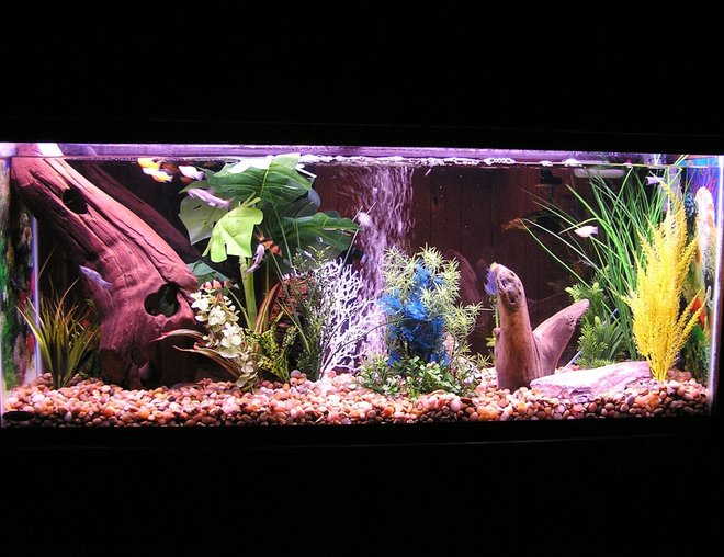 55 gallons freshwater fish tank (mostly fish and non-living decorations) - Freshwater tank with Columbian Sharks, a Bala Shark, a blind shark, several red tail sharks, clown loaches and mollies